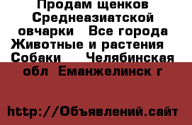 Продам щенков Среднеазиатской овчарки - Все города Животные и растения » Собаки   . Челябинская обл.,Еманжелинск г.